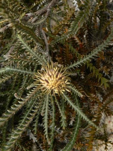 <i>Dryandra sclerophylla</br>(Banksia sclerophylla)</i><h6>Photo: Margaret Pieroni</h6></br></br>