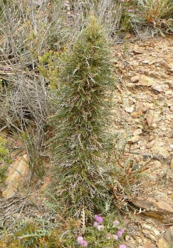 <i>Dryandra seneciifolia</br>(Banksia seneciifolia)</i><h6>Photo: Margaret Pieroni</h6></br></br>