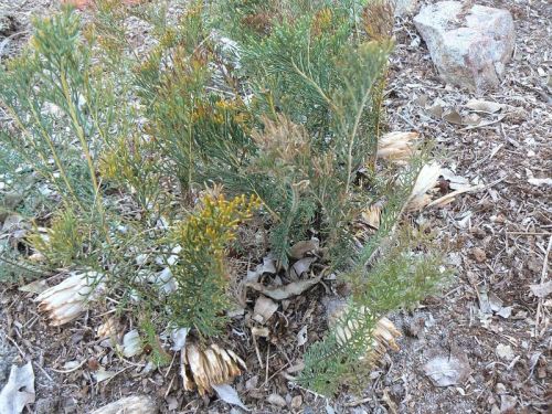<i>Dryandra bipinnatifida</i> subsp. <i>multifida</i></br><i>(Banksia bipinnatifida</i> subsp. <i>multifida</i><h6>Photo: Margaret Pieroni</h6></br></br>