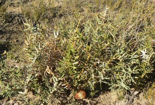 <i>Dryandra blechnifolia</br>(Banksia pellaeifolia)</i><h6>Photo: Margaret Pieroni</h6></br></br>