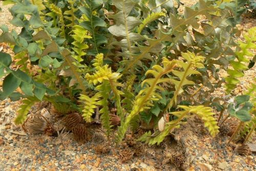 <i>Dryandra calophylla</br>(Banksia calophylla)</i><h6>Photo: Margaret Pieroni</h6></br></br>