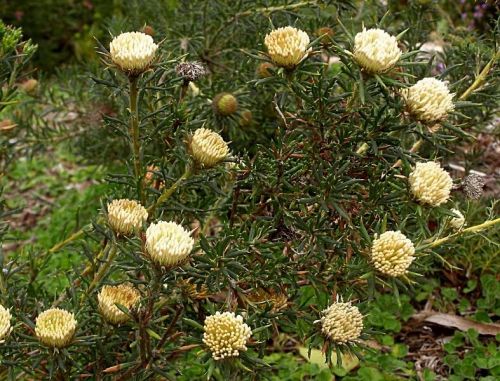 <i>Dryandra carlinoides</br>(Banksia carlinoides)</i><h6>Photo: Tony Cavanagh</h6></br></br>