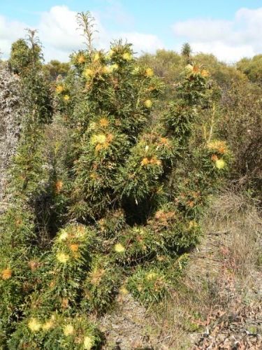 <i>Dryandra cirsioides</br>(Banksia cirsioides)</i><h6>Photo: Margaret Pieroni</h6></br></br>