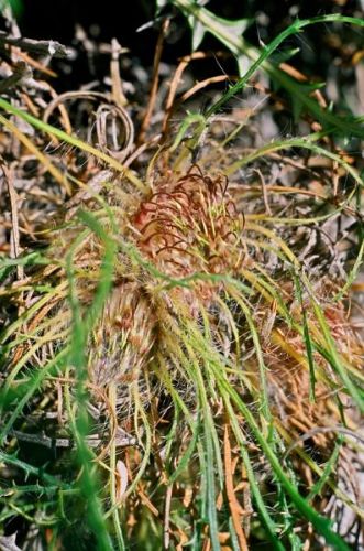 <i>Dryandra columnaris</br>(Banksia columnaris)</i><h6>Photo: Margaret Pieroni</h6></br></br>