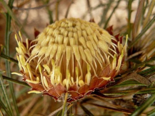 <i>Dryandra comosa</br>(Banksia comosa)</i><h6>Photo: Margaret Pieroni</h6></br></br>