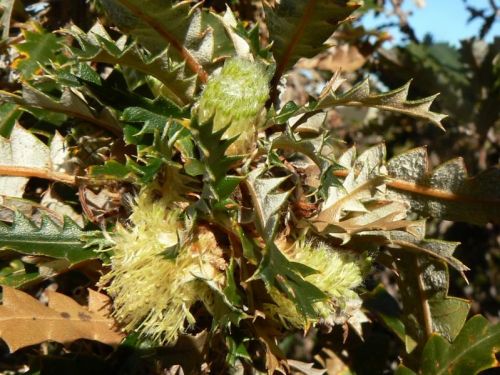 <i>Dryandra concinna</br>(Banksia concinna)</i><h6>Photo: Margaret Pieroni</h6></br></br>
