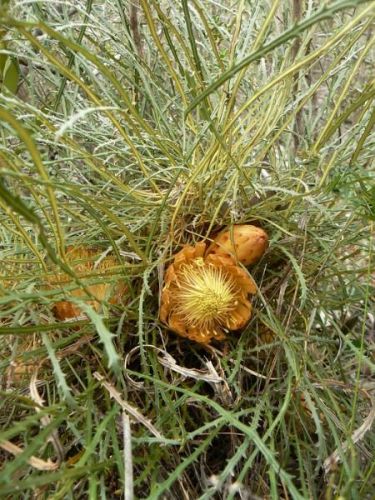 <i>Dryandra corvijuga</br>(Banksia corvijuga)</i><h6>Photo: Margaret Pieroni</h6></br></br>