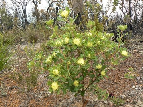 <i>Dryandra cuneata</br>(Banksia obovata)</i><h6>Photo: Margaret Pieroni</h6></br></br>