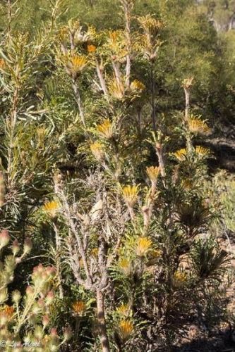<i>Dryandra cynaroides</br>(Banksia cynaroides)</i><h6>Photo: Lyn Alcock</h6></br></br>