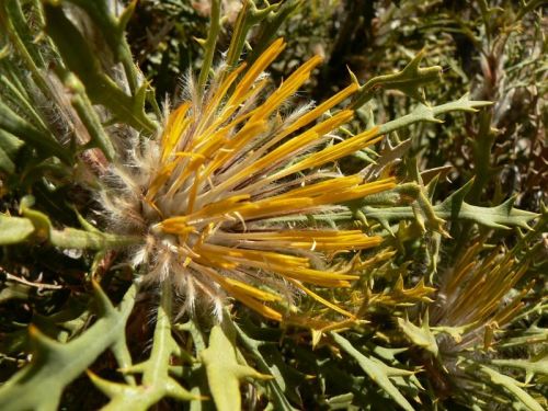 <i>Dryandra cynaroides</br>(Banksia cynaroides)</i><h6>Photo: Margaret Pieroni</h6></br></br>