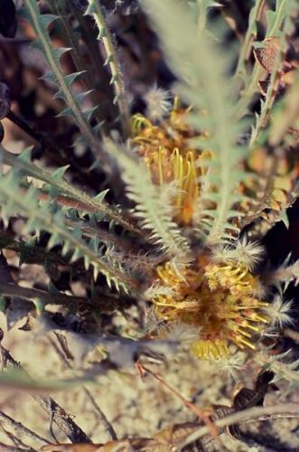<i>Dryandra cypholoba</br>(Banksia cypholoba)</i><h6>Photo: Margaret Pieroni</h6></br></br>