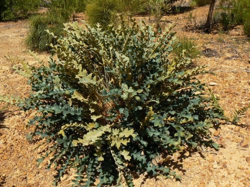 <i>Dryandra drummondii</i> subsp. <i>drummondii</br>(Banksia drummondii</i> subsp. <i>drummondii)</i><h6>Photo: Margaret Pieroni</h6></br></br>