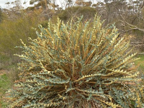 <i>Dryandra drummondii</i> subsp. <i>macrorufa</br>(Banksia drummondii</i> subsp. <i>macrorufa)</i><h6>Photo: Margaret Pieroni</h6></br></br>