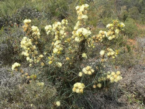 <i>Dryandra echinata</br>(Banksia echinata)</i><h6>Photo: Margaret Pieroni</h6></br></br>