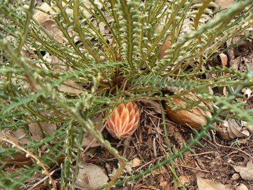 <i>Dryandra epimicta</br>(Banksia epimicta)</i><h6>Photo: Margaret Pieroni</h6></br></br>