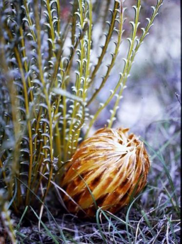 <i>Dryandra epimicta</br>(Banksia epimicta)</i><h6>Photo: Margaret Pieroni</h6></br></br>