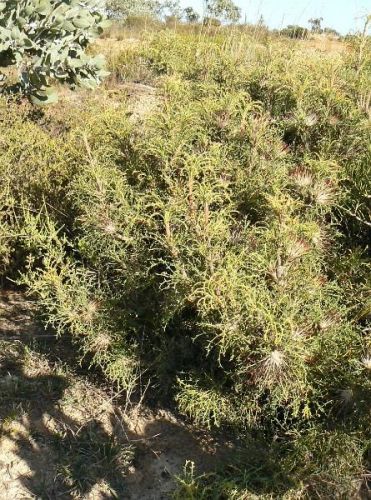<i>Dryandra erythrocephala</i> var. <i>erythrocephala</br>(Banksia erythrocephala</i>var. <i>erythrocephala)</i><h6>Photo: Margaret Pieroni</h6></br></br>