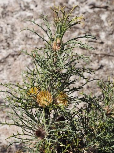 <i>Dryandra erythrocephala</i> var. <i>inopinata</br>(Banksia erythrocephala</i>var. <i>inopinata)</i><h6>Photo: Lyn Alcock</h6></br></br>