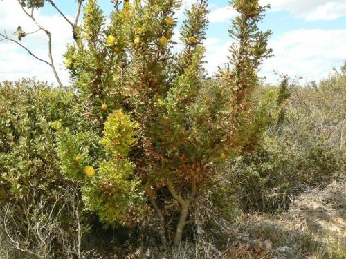 <i>Dryandra falcata</br>(Banksia falcata)</i><h6>Photo: Margaret Pieroni</h6></br></br>