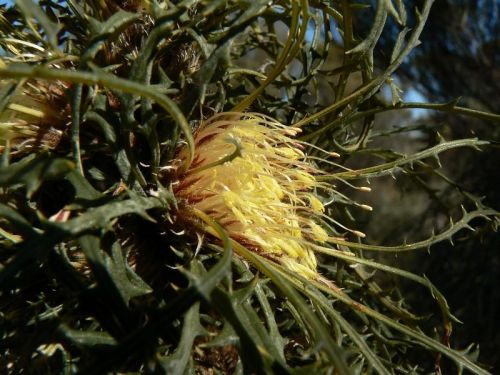 <i>Dryandra fasciculata</br>(Banksia fasciculata)</i><h6>Photo: Margaret Pieroni</h6></br></br>