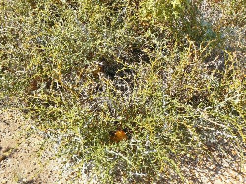 <i>Dryandra ferruginea</i> subsp. <i>chelomacarpa</br>(Banksia rufa</i> subsp. <i>chelomacarpa)</i><h6>Photo: Margaret Pieroni</h6></br></br>