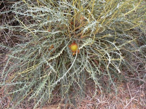 <i>Dryandra ferruginea</i> subsp. <i>magna</br>(Banksia rufa</i> subsp. <i>magna)</i><h6>Photo: Margaret Pieroni</h6></br></br>