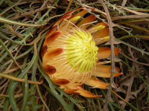 <i>Dryandra ferruginea</i> subsp. <i>magna</br>(Banksia rufa</i> subsp. <i>magna)</i><h6>Photo: Margaret Pieroni</h6></br></br>