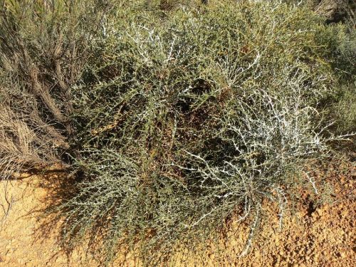 <i>Dryandra ferruginea</i> subsp. <i>obliquiloba</br>(Banksia rufa</i> subsp. <i>obliquiloba)</i><h6>Photo: Margaret Pieroni</h6></br></br>
