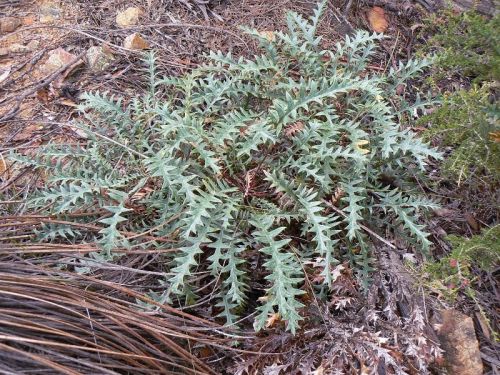 <i>Dryandra ferruginea</i> subsp. <i>pumila</br>(Banksia rufa</i> subsp. <i>pumila)</i><h6>Photo: Margaret Pieroni</h6></br></br>