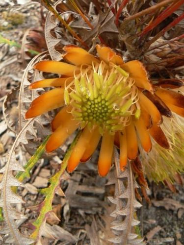 <i>Dryandra ferruginea</i> subsp. <i>tutanningensis</br>(Banksia rufa</i> subsp. <i>tutanningensis)</i><h6>Photo: Margaret Pieroni</h6></br></br>