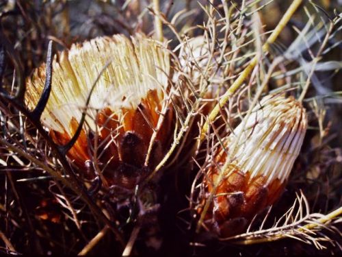 <i>Dryandra fililoba</br>(Banksia fililoba)</i><h6>Photo: Margaret Pieroni</h6></br></br>