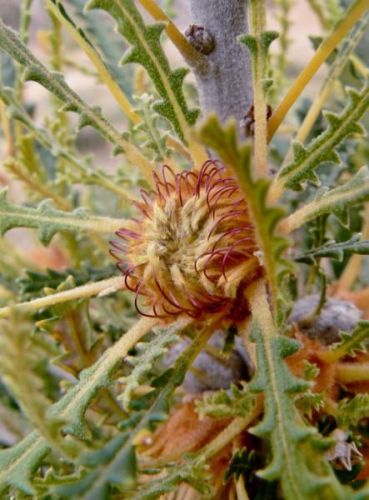 <i>Dryandra foliolata</br>(Banksia foliolata)</i><h6>Photo: Margaret Pieroni</h6></br></br>