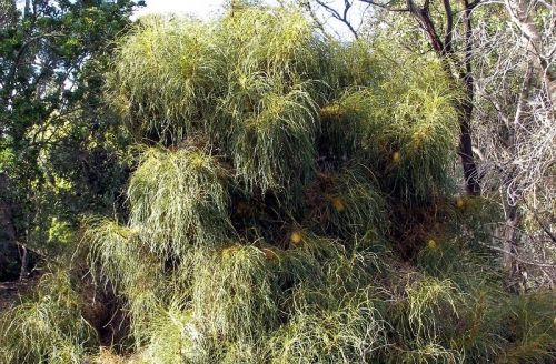 <i>Dryandra foliosissima</br>(Banksia foliosissima)</i><h6>Photo: Tony Cavanagh</h6></br></br>