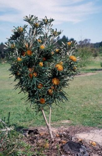 <i>Dryandra formosa</br>(Banksia formosa)</i><h6>Photo: Kevin Collins</h6></br></br>