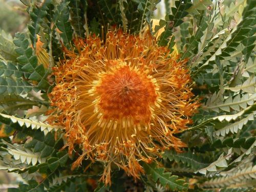 <i>Dryandra formosa</br>(Banksia formosa)</i><h6>Photo: Margaret Pieroni</h6></br></br>