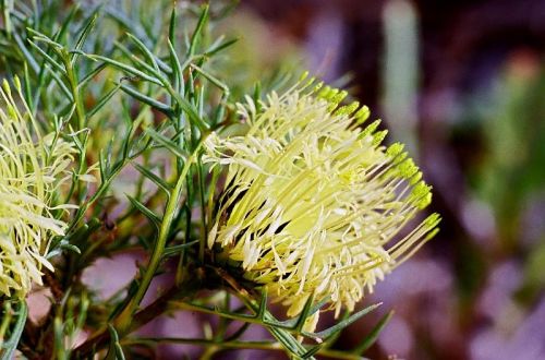 <i>Dryandra fraseri</i> var. <i>ashbyi</br>(Banksia fraseri</i> var. <i>ashbyi)</i><h6>Photo: Brian Moyle</h6></br></br>