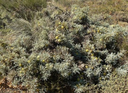 <i>Dryandra fraseri</i> var. <i>crebra</br>(Banksia fraseri</i> var. <i>crebra)</i><h6>Photo: Margaret Pieroni</h6></br></br>