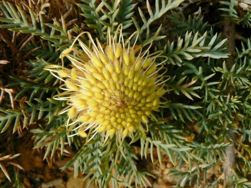 <i>Dryandra fraseri</i> var. <i>crebra</br>(Banksia fraseri</i> var. <i>crebra)</i><h6>Photo: Margaret Pieroni</h6></br></br>