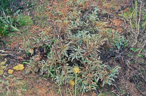 <i>Dryandra fraseri</i> var. <i>effusa</br>(Banksia fraseri</i> var. <i>effusa)</i><h6>Photo: Margaret Pieroni</h6></br></br>
