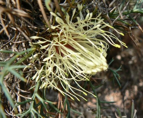 <i>Dryandra fraseri</i> var. <i>oxycedra</br>(Banksia fraseri</i> var. <i>oxycedra)</i><h6>Photo: Margaret Pieroni</h6></br></br>
