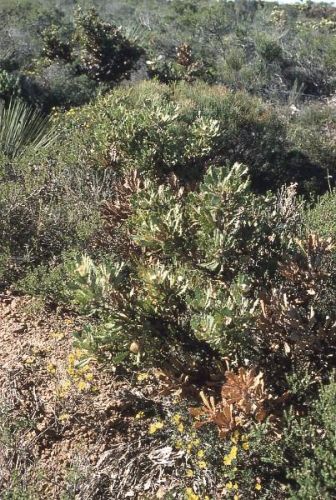 <i>Dryandra fuscobractea</i> </br><i>(Banksia fuscobractea)</i> <h6>Photo: Alex George</h6></br></br>