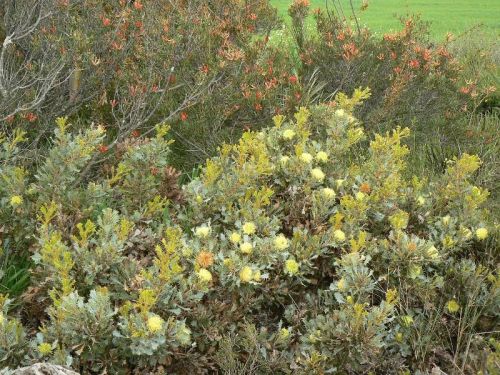 <i>Dryandra glauca</i> </br><i>(Banksia glaucifolia)</i> <h6>Photo: Margaret Pieroni</h6></br></br>