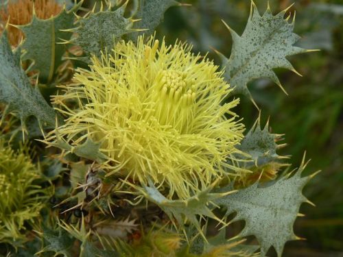 <i>Dryandra glauca</i> </br><i>(Banksia glaucifolia)</i> <h6>Photo: Margaret Pieroni</h6></br></br>