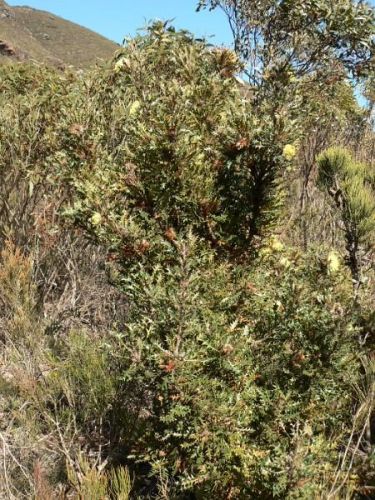 <i>Dryandra hirsuta</i> </br><i>(Banksia hirta)</i> <h6>Photo: Margaret Pieroni</h6></br></br>