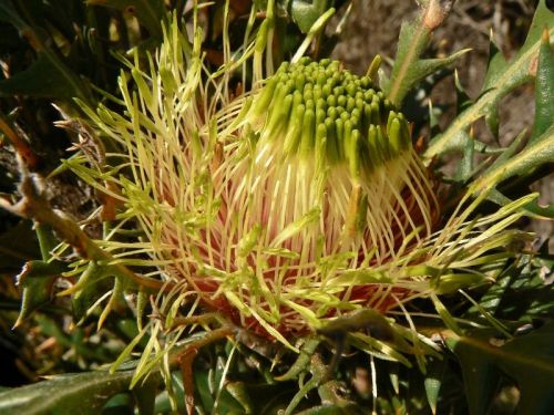 <i>Dryandra hirsuta</i> </br><i>(Banksia hirta)</i> <h6>Photo: Margaret Pieroni</h6></br></br>