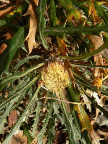 <i>Dryandra insulanemorecincta</i> </br><i>(Banksia insulanemorecincta)</i> <h6>Photo: Margaret Pieroni</h6></br></br>