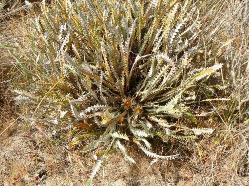 <i>Dryandra ionthocarpa</i> subsp. <i>chrysophoenix</br>(Banksia ionthocarpa</i> subsp. <i>chrysophoenix)</i><h6>Photo: Margaret Pieroni</h6></br></br>