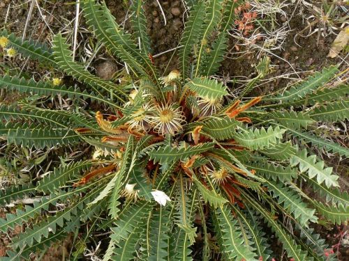 <i>Dryandra ionthocarpa</i> subsp. <i>ionthocarpa</br>(Banksia ionthocarpa</i> subsp. <i>ionthocarpa)</i><h6>Photo: Margaret Pieroni</h6></br></br>