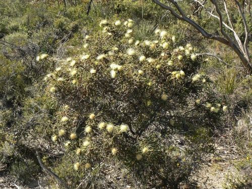<i>Dryandra kippistiana</i> var. <i>kippistiana</br>(Banksia kippistiana</i> var. <i>kippistiana)</i><h6>Photo: Margaret Pieroni</h6></br></br>