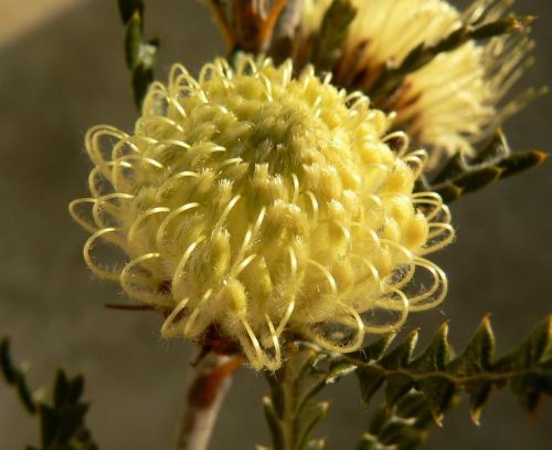 <i>Dryandra kippistiana</i> var. <i>paenepeccata</br>(Banksia kippistiana</i> var. <i>paenepeccata)</i><h6>Photo: Margaret Pieroni</h6></br></br>